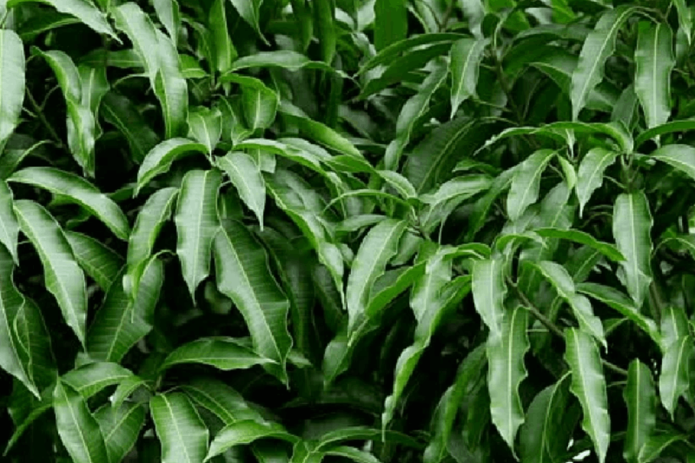 mango-leaves