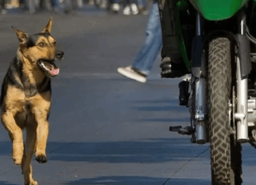 ಕಾರು-ಬೈಕ್ಗಳ ಹಿಂದೆ ನಾಯಿಗಳು ಯಾಕೆ ಓಡುತ್ತವೆ ಗೊತ್ತಾ?; ಇಲ್ಲಿದೆ ನೋಡಿ ರಿಯಲ್ ಕಾರಣ